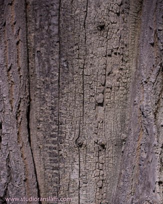 Cottonwood Bark 2